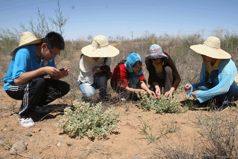 药学院朱丹 | 上天入地，跋山涉水，只为这株“小仙草”