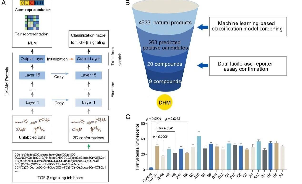 《Engineering》| 机器学习：王昊团队联合游雪甫、杨信怡团队构建AI模型解析二氢杨梅素抗肺纤维化机制